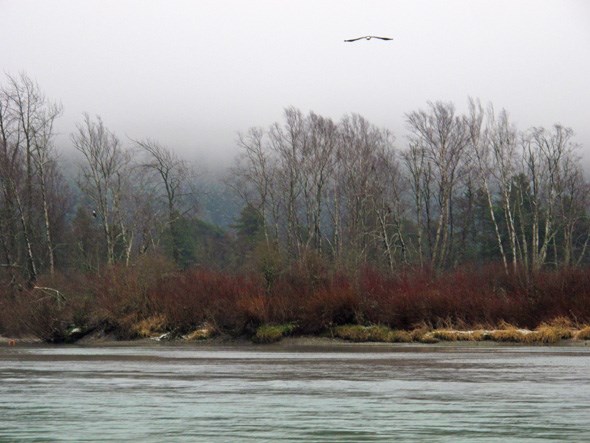 eagle