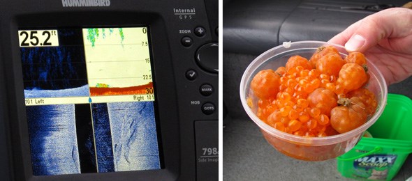 Salmon roe