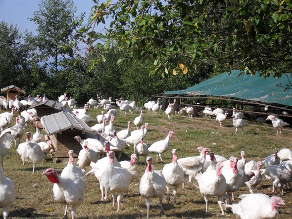 turkey farm