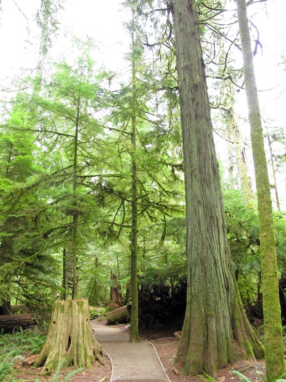 cathedral grove trail