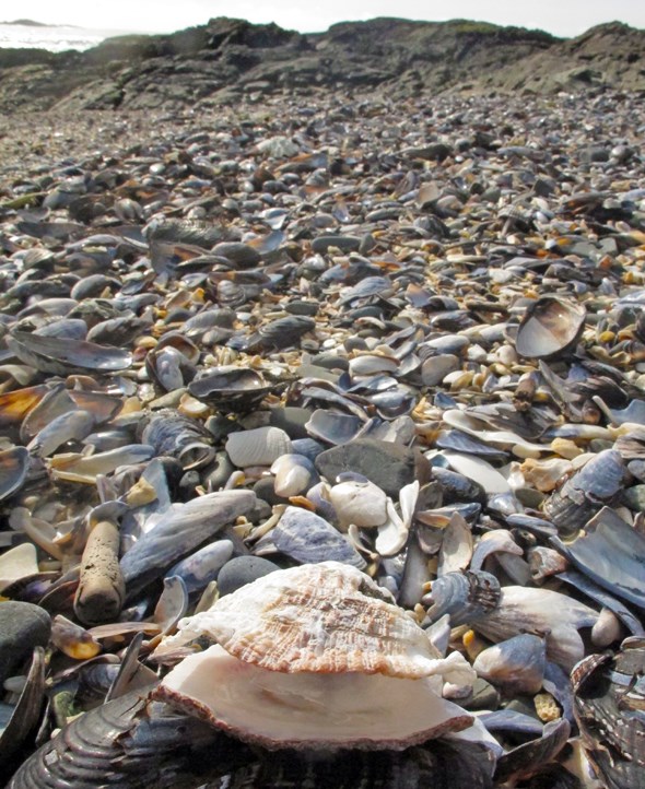 shell beach tofino