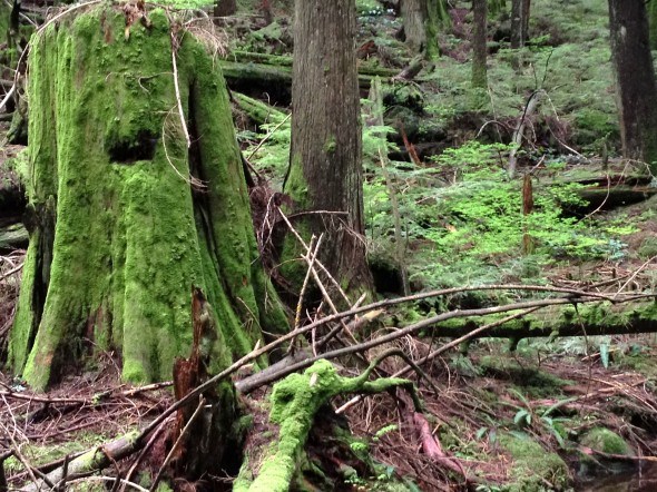 Colours and textures of the forest on Baden Powell Trail in North Vancouver 