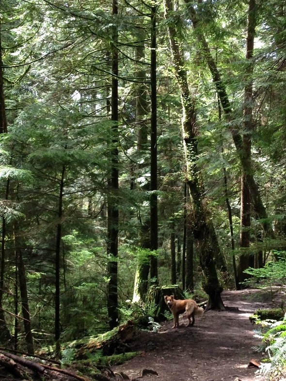 Mickey the dog on Baden Powell Trail in North Vancouver 