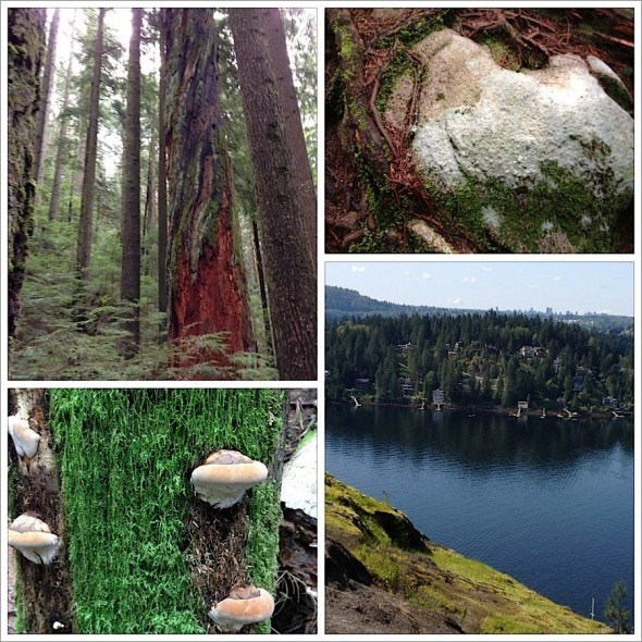 Colours and textures of the forest on Baden Powell Trail in North Vancouver 