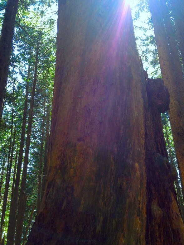 Candelabra Fir, Brothers Creek hike in west vancouver