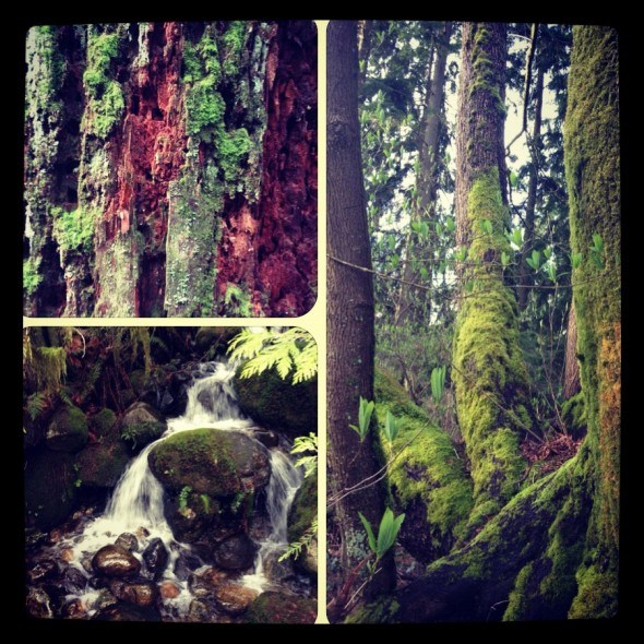 Colours and textures of the forest on Baden Powell Trail in North Vancouver 