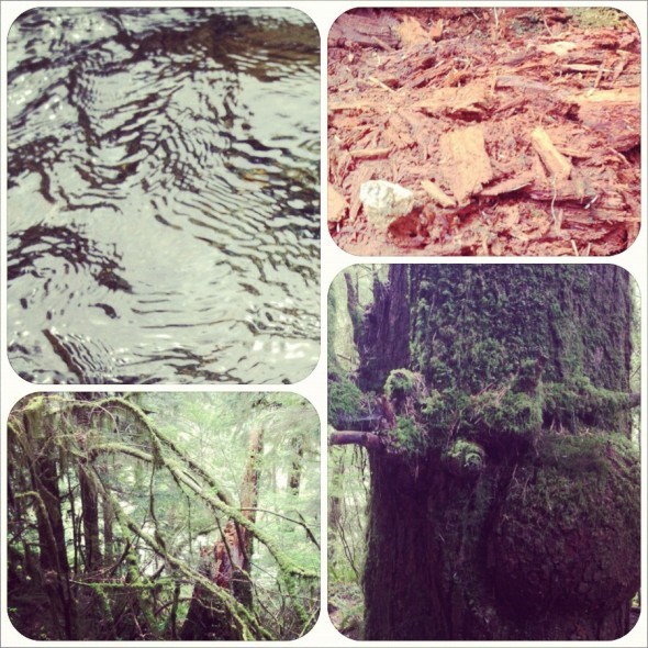 Colours and textures of the forest on Baden Powell Trail in North Vancouver 