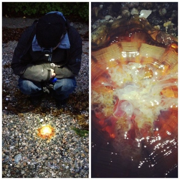 Jellyfish at Porpoise Bay in Sechelt, BC