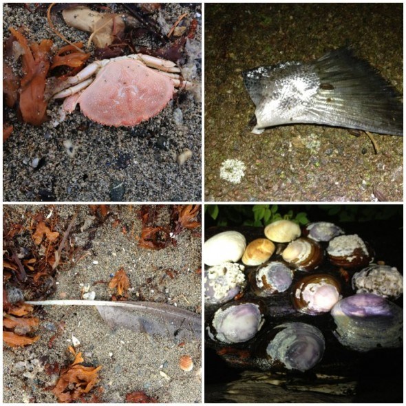 Seashells, feathers, fish tails and crabs, oh my! Porpoise Bay, Sunshine Coast, BC