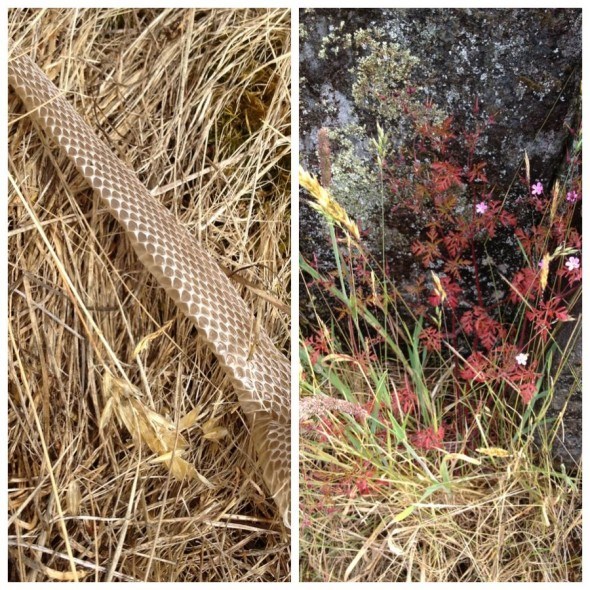 Snakeskin and foliage in Sargeant Bay Provincial Park, British Columbia