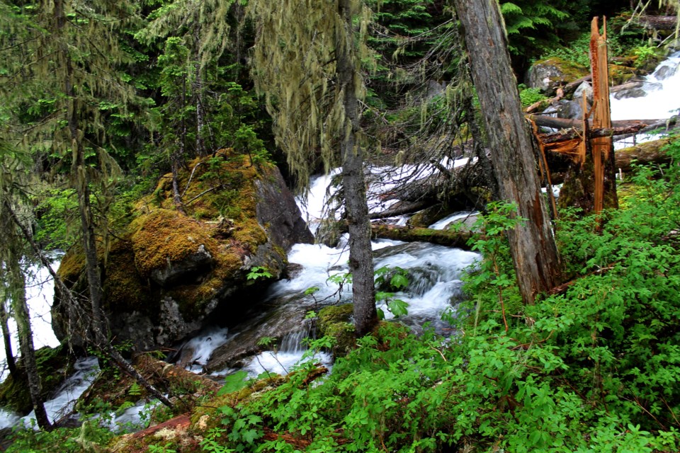 Forest and streams from Joffre Lakes hike