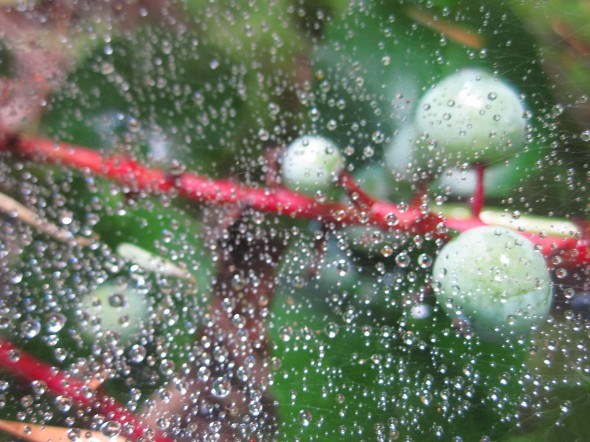 Berries and dew