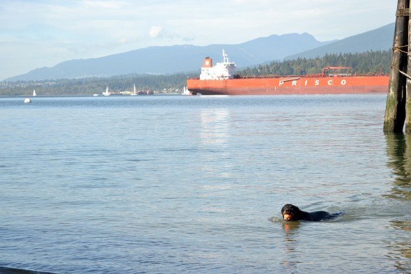 A dog swims in Barnet Marine Park