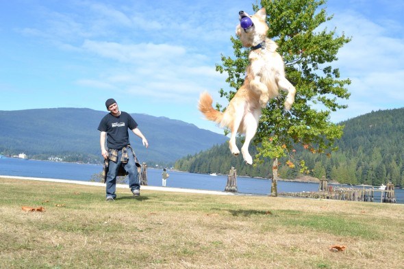 A dog jumps as he catches his ball at Barnet Marine Park.