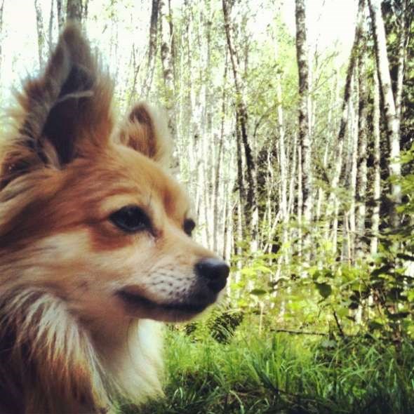 MrFoxPenderIsland-W590