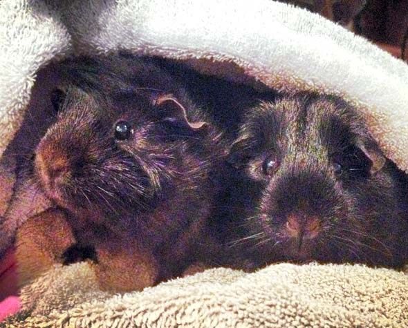 Guinea Buddies