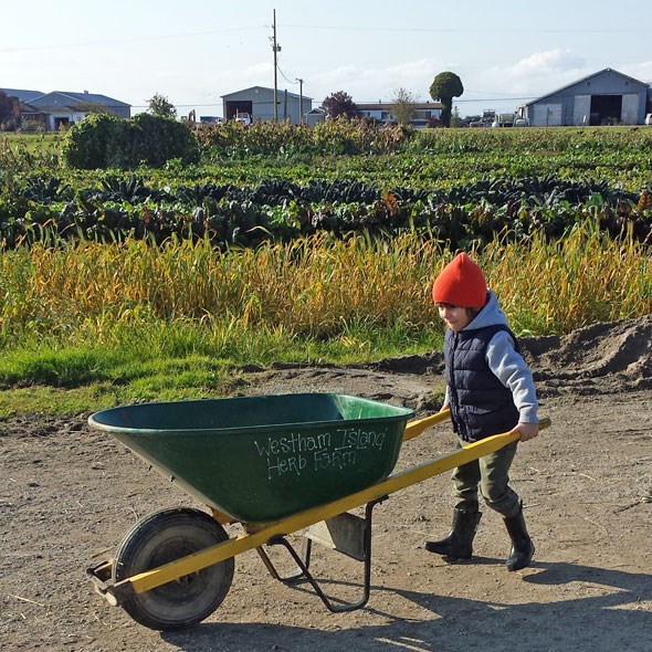 pumpkin-patch