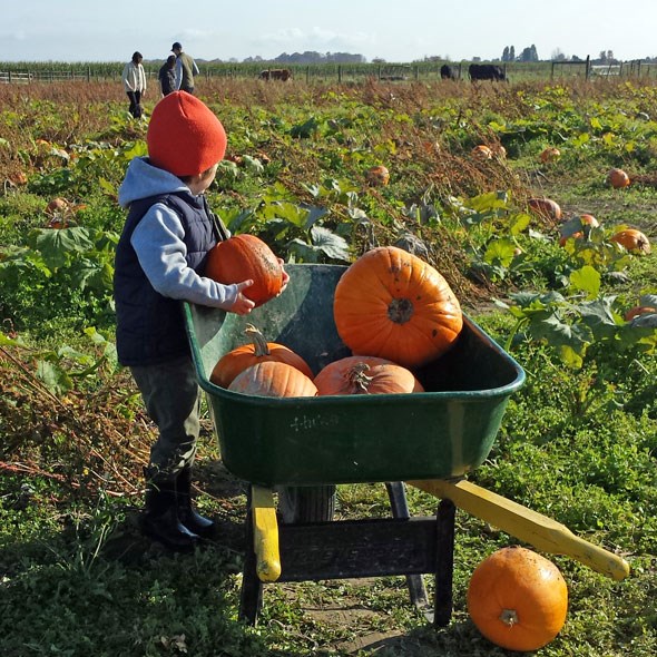 pumpkin-patch2