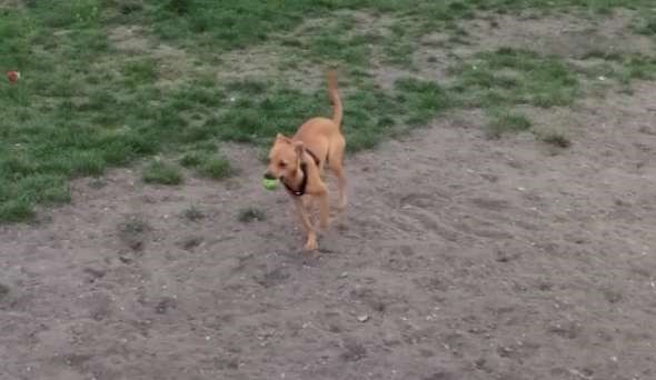 fetch at dog park-W590