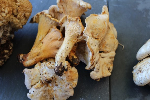 white-chanterelle