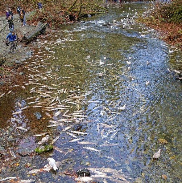  Chum salmon carcasses flood the river at the end of their life cycle, after spawning in Goldstream Provincial Park
