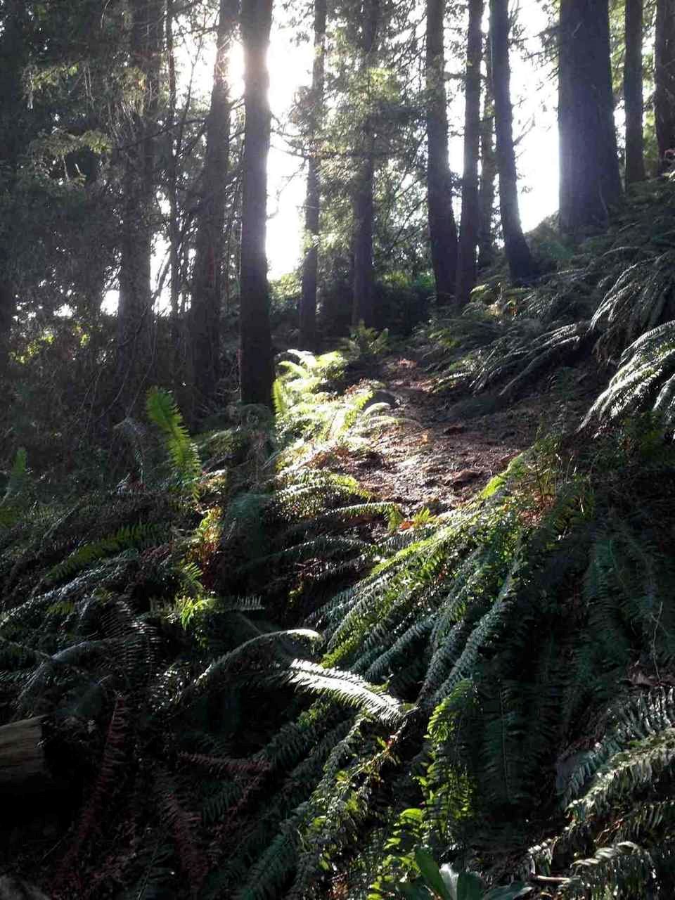 Cedars and ferns on the ravine slope.