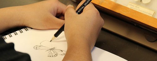 A student sketches butterflies from the museum's collections.