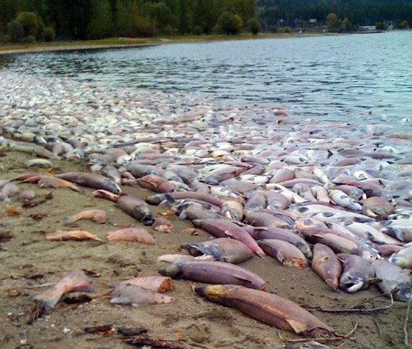  As we all learned in school, salmon die at the end of their spawning journey. Without careful management by the fisheries there could be so many this year that they clog the river and prevent others from spawning. Photo: courtesy PSF