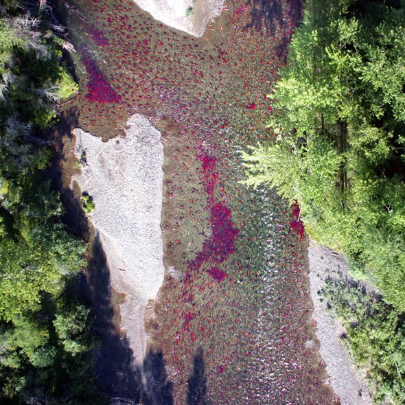  Overview of the Adams River in 2010. Photo: Jamie Heath, Terrasaurus Aerial Photography Ltd.