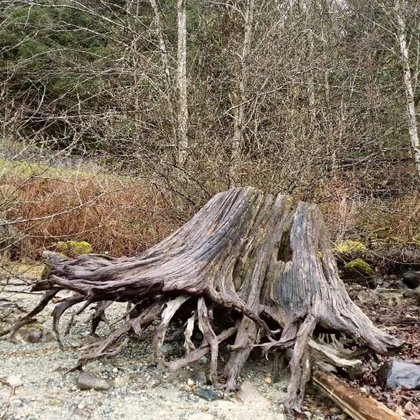 alouette-lake-stump