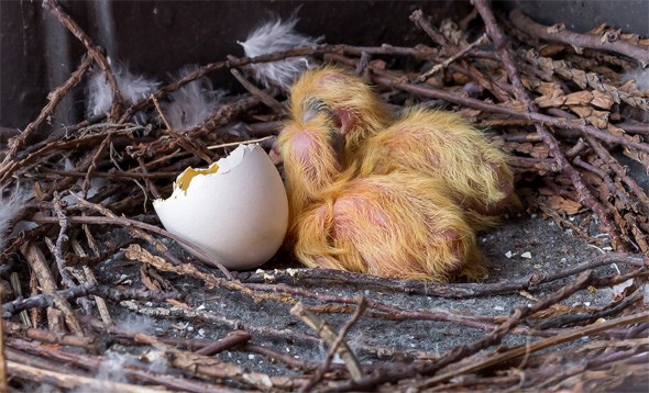 baby-pigeons