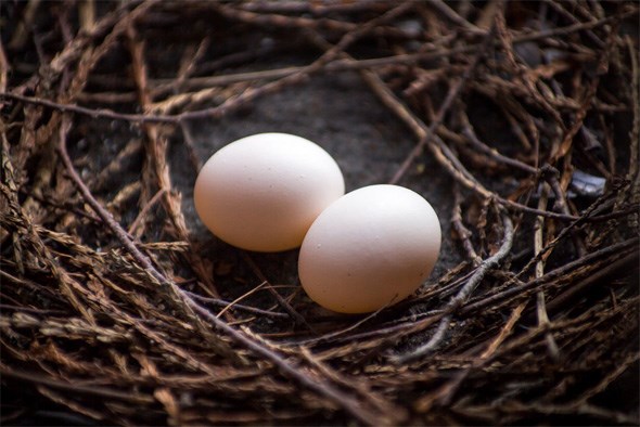  James' balcony pigeon's eggs