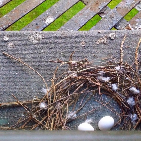  Pearl's eggs as they appeared yesterday evening