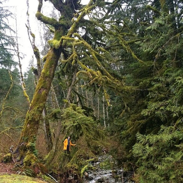 golden-ears-moss