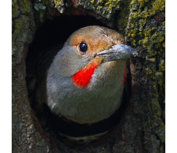  The Northern Flicker, photo c/o his/her Twitter