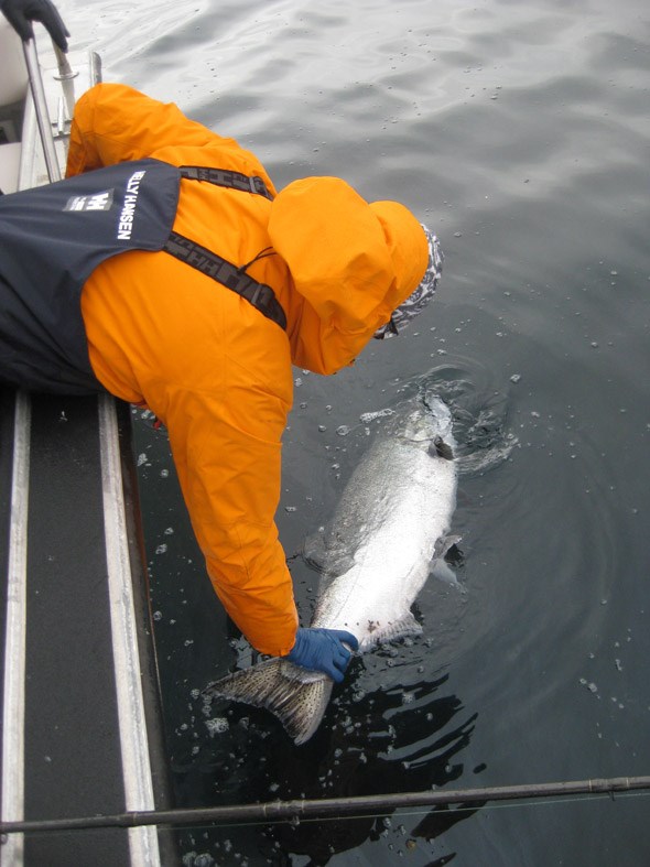 big catch_over the boat