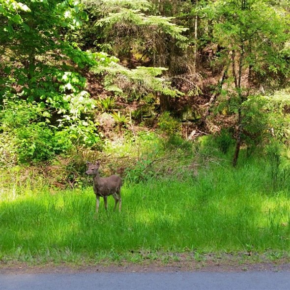 galiano-deer