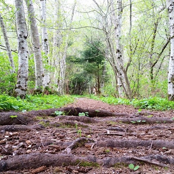 squamish-trail