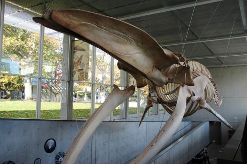  Big Blue hanging out in the Museum Atrium. She loves visitors and having her photo taken (especially when you tag her #bigblue - makes her feel special). Photo from the Beaty Biodiversity Museum.