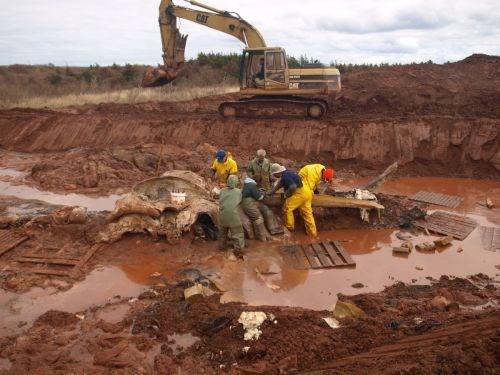  Digging up our blue whale in PEI after being buried for 20 years. You can only imagine the lovely smell. Photo by Chris Stinson.