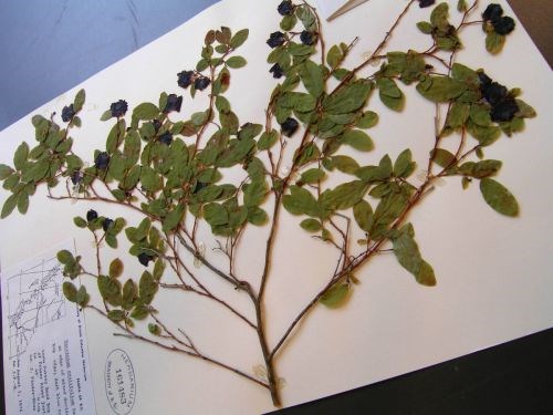  Herbarium sheet of blueberries. Beaty Biodiversity Museum.