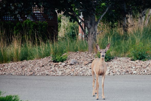 osoyoos-may2014-mcavoy-0359