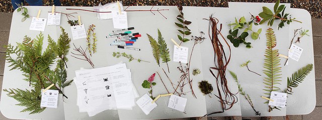  A sample of plants collected from the Museum’s backyard.