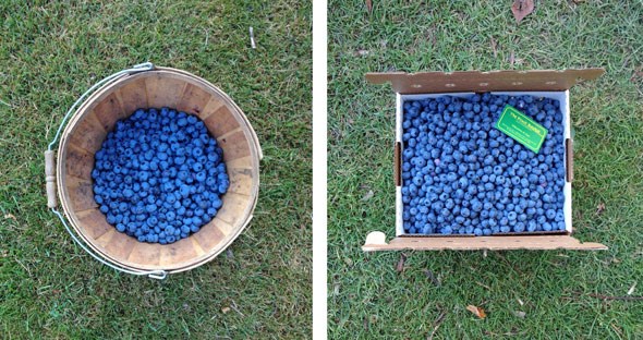 bc-blueberries