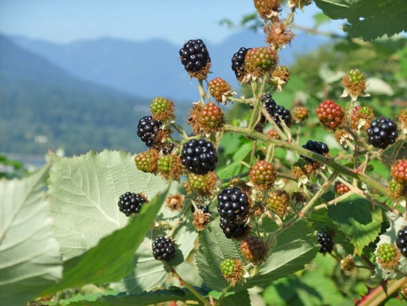 blackberries-vancouver