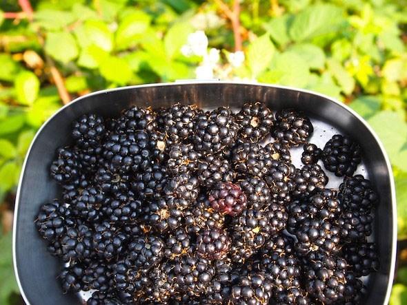 blackberry-picking-spots