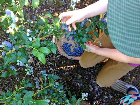 blueberries-from-above