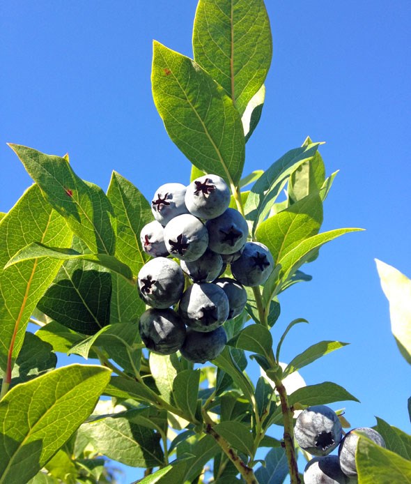 blueberries