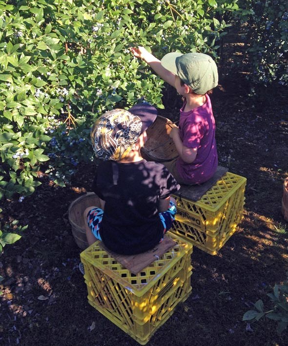 blueberry-picking