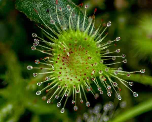  A Carnivorous Sundew that you can see on Aug. 17th Adaptation and Evolution Walk. Photo by Michael Schmidt.